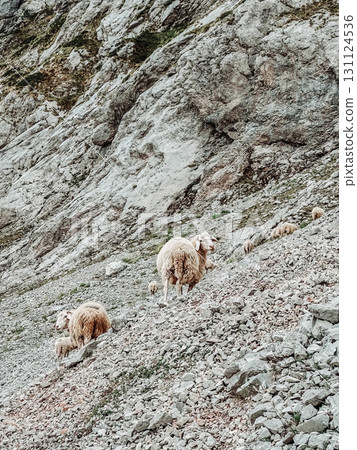 Sheep Gazing on Mountain pasture in Albanian Alps 131124536