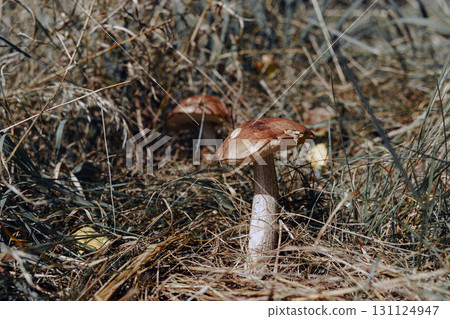 Edible Poplar Bolete mushroom (Leccinum duriusculum ) grows among the grass, illuminated by the autumn afternoon sun. Edible Poplar Bolete mushroom (Leccinum duriusculum ) grows among the grass, illuminated by the autumn afternoon sun. 131124947