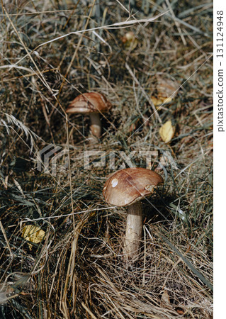 Edible Poplar Bolete mushroom (Leccinum duriusculum ) grows among the grass, illuminated by the autumn afternoon sun. Edible Poplar Bolete mushroom (Leccinum duriusculum ) grows among the grass, illuminated by the autumn afternoon sun. 131124948