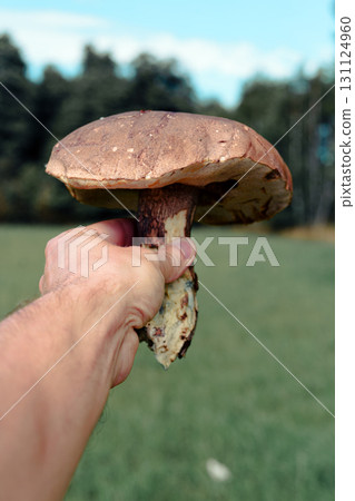 A man holds a holds a edible mature large mushroom in his hand (Poplar Bolete - Leccinum duriusculum) A man holds a holds a edible mature large mushroom in his hand (Poplar Bolete - Leccinum duriusculum) 131124960