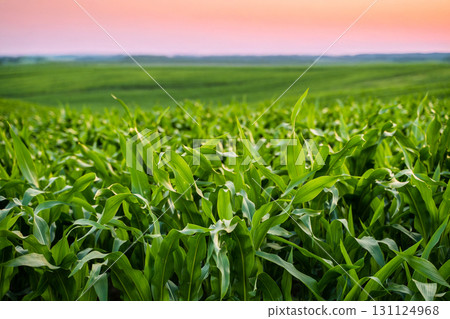 Scenic sunset over green cornfield in summer countryside rural agricultural landscape 131124968