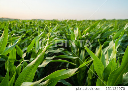 Rows of young corn plants growing in farmland field under evening sky in summer season 131124970