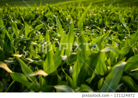 Closeup view of green corn leaves in agricultural farmland at golden hour Closeup view of green corn leaves in agricultural farmland at golden hour 131124972