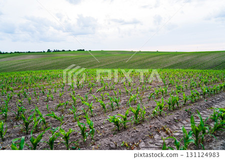 Agricultural farmland with corn seedlings sprouting in soil under cloudy sky Agricultural farmland with corn seedlings sprouting in soil under cloudy sky 131124983