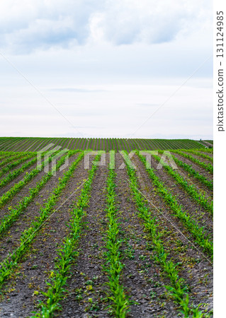 Rural farmland landscape with green corn seedlings sprouting from fertile soil Rural farmland landscape with green corn seedlings sprouting from fertile soil 131124985