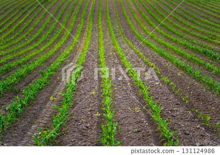 Agricultural corn field with green seedlings planted in even rows outdoors Agricultural corn field with green seedlings planted in even rows outdoors 131124986