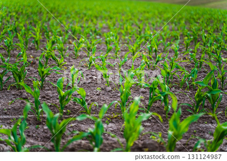 Agricultural field with green corn seedlings sprouting in rows from soil Agricultural field with green corn seedlings sprouting in rows from soil 131124987