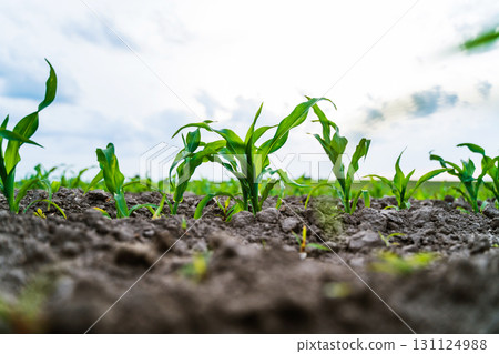 Green young corn seedlings sprouting from soil on rural farmland in summer Green young corn seedlings sprouting from soil on rural farmland in summer 131124988