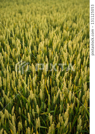 Close-up view of golden wheat spikes growing in farmland during summer 131125053