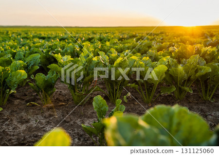 Rows of sugar beet plants at golden sunset in agricultural farmland Rows of sugar beet plants at golden sunset in agricultural farmland 131125060