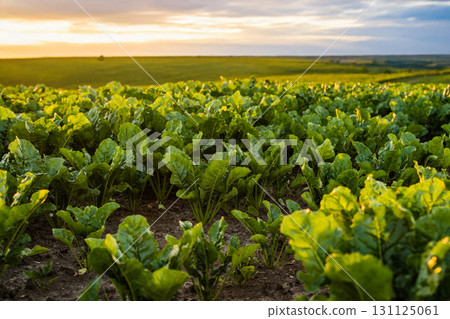 Wide sugar beet farmland at sunset with glowing green leaves and soil Wide sugar beet farmland at sunset with glowing green leaves and soil 131125061