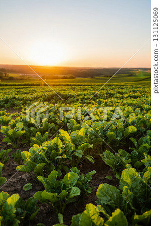 Sugar beet field at sunrise with young green plants under golden light 131125069