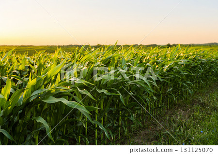 Corn field at golden sunset with lush green plants in rural farmland landscape 131125070