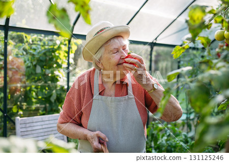 Elderly woman picking ripe tomatoes in greenhouse. 131125246