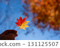 發光在秋天天空的秋葉 131125507