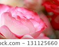 花瓣玫瑰花瓣 131125660