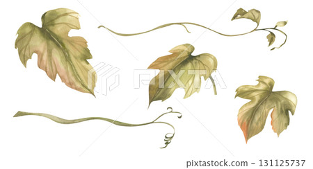 Grape vine watercolor floral collection with green liana branches and leaves isolated illustrations. Hand drawn floral clipart, garden botanical painting for product packing, wedding card, invitation Grape vine watercolor floral collection with green liana branches and leaves isolated illustrations. Hand drawn floral clipart, garden botanical painting for product packing, wedding card, invitation 131125737