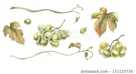 Green grape berries and bunch,fresh leaves and liana branches watercolor illustration collection. Hand drawn floral isolated elements, summer fruits for traditional Italian beverage, wine ingredient 131125738