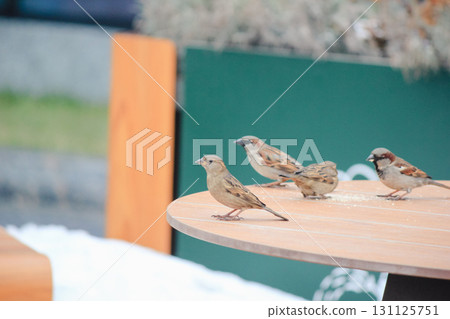 Sparrows on a table in a cafe in winter 131125751