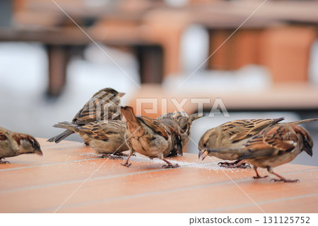 Sparrows on a table in a cafe in winter Sparrows on a table in a cafe in winter 131125752