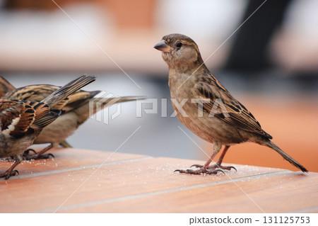 Sparrows on a table in a cafe in winter Sparrows on a table in a cafe in winter 131125753