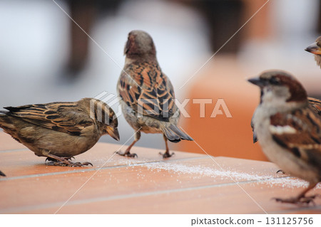 Sparrows on a table in a cafe in winter 131125756