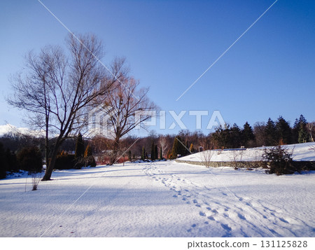 asphalt road in the forest in winter asphalt road in the forest in winter 131125828
