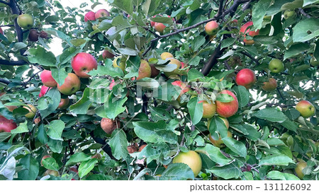 Branches of garden apple trees with green and red apples 131126092