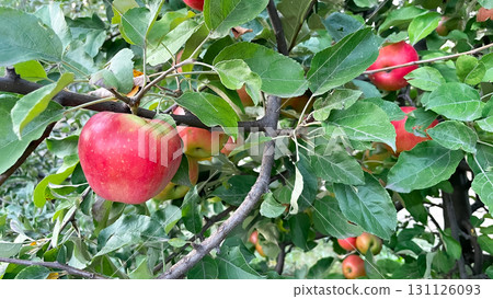 Branches of garden apple trees with green and red apples 131126093