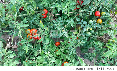 cherry tomatoes on a branch in the garden on the ground cherry tomatoes on a branch in the garden on the ground 131126094