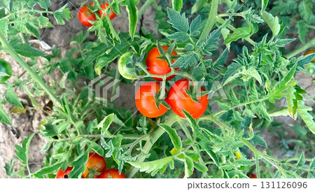 cherry tomatoes on a branch in the garden on the ground 131126096