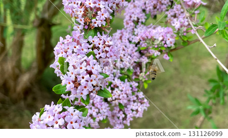 flowering branches of Buddleia alternifolius in the park garden flowering branches of Buddleia alternifolius in the park garden 131126099