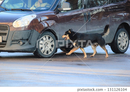 a black dog standing near a car 131126104