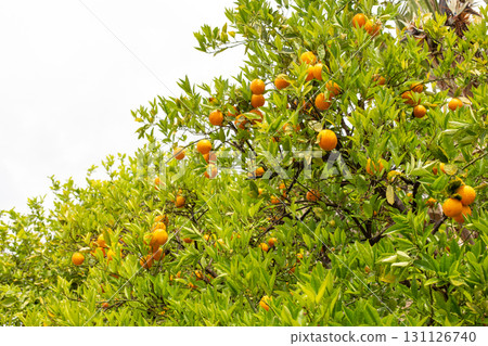 Orange garden with ripe oranges on tree branches. Beautiful orange trees growing outdoors Orange garden with ripe oranges on tree branches. Beautiful orange trees growing outdoors 131126740