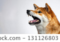 吠叫的柴犬的側面 131126803