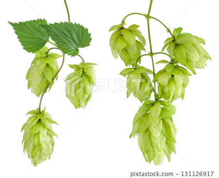 Hop cones branch isolated on white background. Beer brewing ingredients Hop cones branch isolated on white background. Beer brewing ingredients 131126917