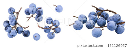 Fresh blackthorn berries with twig, prunus spinosa isolated on white background. Top view. Flat lay Fresh blackthorn berries with twig, prunus spinosa isolated on white background. Top view. Flat lay 131126957