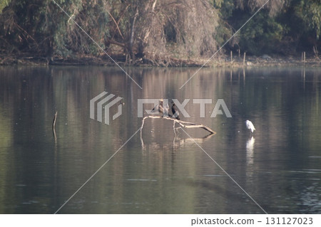 A Great Cormorant perches on tree branches in a freshwater pond in a public park. Waterfowl in the wild. 131127023