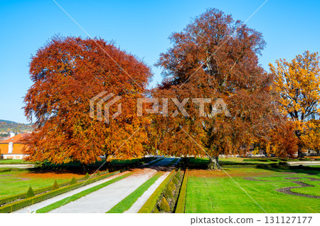 Massive oak trees in a park, their leaves glowing in vibrant orange hues during autumn. Surrounded by a lush green lawn, the scene captures the beauty of fall on a sunny day 131127177