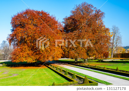Massive oak trees in a park, their leaves glowing in vibrant orange hues during autumn. Surrounded by a lush green lawn, the scene captures the beauty of fall on a sunny day 131127178