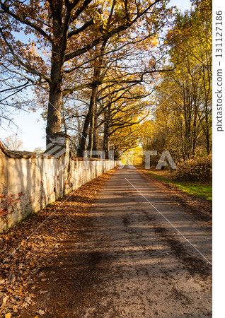 An old, crumbling brick wall with a leafless tree alley in autumn. The bare trees and rustic wall evoke a melancholic atmosphere, capturing the essence of the season's transition An old, crumbling brick wall with a leafless tree alley in autumn. The bare trees and rustic wall evoke a melancholic atmosphere, capturing the essence of the season's transition 131127186