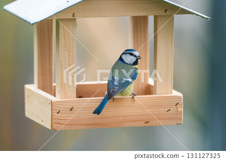 A charming image of a Eurasian blue tit (Cyanistes caeruleus) perched in a wooden bird feeder, eating seeds during the winter season, highlighting bird feeding traditions 131127325
