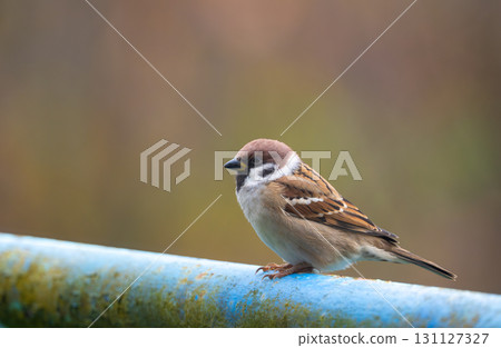 A close-up of a Eurasian tree sparrow (Passer montanus) perched on a metal pipe, showcasing its distinctive markings and adaptability to urban environments 131127327