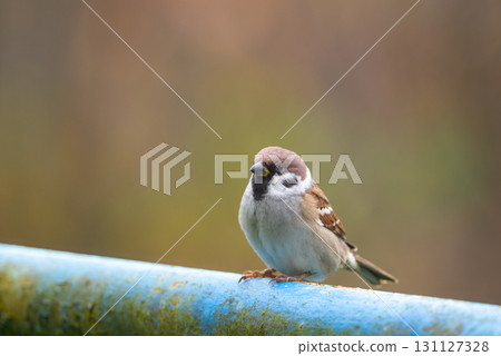 A close-up of a Eurasian tree sparrow (Passer montanus) perched on a metal pipe, showcasing its distinctive markings and adaptability to urban environments A close-up of a Eurasian tree sparrow (Passer montanus) perched on a metal pipe, showcasing its distinctive markings and adaptability to urban environments 131127328