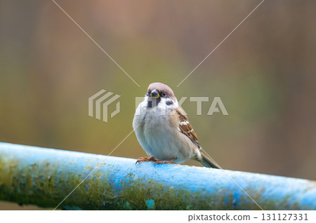 A close-up of a Eurasian tree sparrow (Passer montanus) perched on a metal pipe, showcasing its distinctive markings and adaptability to urban environments 131127331