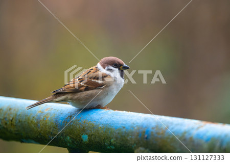 A close-up of a Eurasian tree sparrow (Passer montanus) perched on a metal pipe, showcasing its distinctive markings and adaptability to urban environments A close-up of a Eurasian tree sparrow (Passer montanus) perched on a metal pipe, showcasing its distinctive markings and adaptability to urban environments 131127333