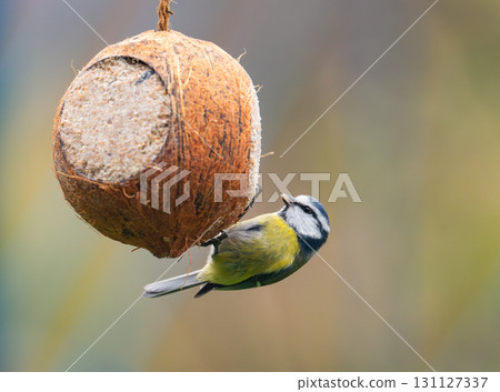 A delightful close-up of a Eurasian blue tit (Cyanistes caeruleus) hanging on a coconut filled with suet and seeds, gazing directly into the camera, capturing a perfect winter feeding moment 131127337