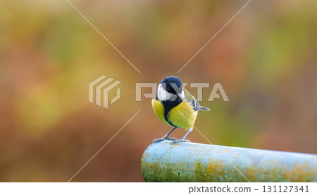 A stunning image of a great tit (Parus major) perched on a metal pipe, preparing to take flight, with a vibrant autumn backdrop in shades of red and brown 131127341