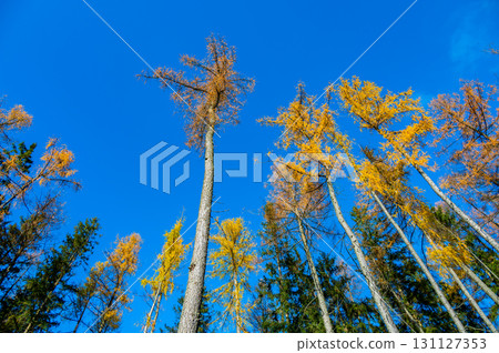 A stunning view of larch tree crowns with orange needles falling, captured from below, against the backdrop of a clear blue sky, embodying the beauty of autumn 131127353