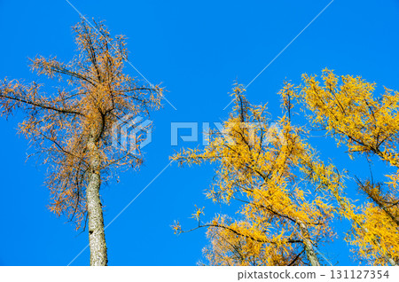 A stunning view of larch tree crowns with orange needles falling, captured from below, against the backdrop of a clear blue sky, embodying the beauty of autumn A stunning view of larch tree crowns with orange needles falling, captured from below, against the backdrop of a clear blue sky, embodying the beauty of autumn 131127354